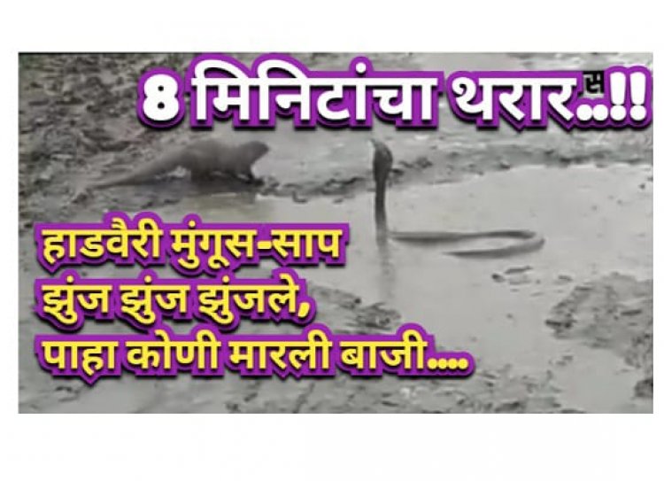 8.मिनिटाचा थरार : हाडवैरी मुंगूस आणि साप झुंज झुंज झुंजले, पाहा कोणी मारली बाजी....