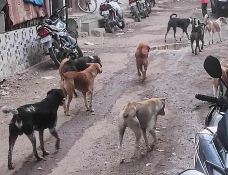 मक्सूद कॉलनीत कुत्र्यांचा सुळसुळाट : महानगरपालिका प्रशासक जी श्रिकांत इकडे लक्ष देणार का?