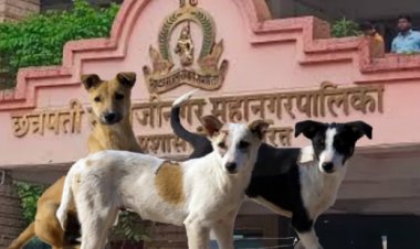 भुकेले, आक्रमक मोकाट कुत्रे आणि निष्क्रिय महानगरपालिका – सुरक्षितता धोक्यात