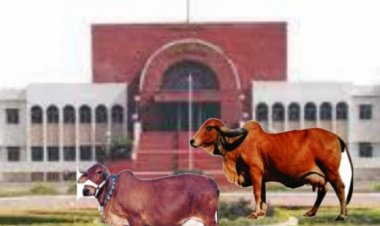 २२ महिन्यांची जनावरांची कैद संपली; खंडपीठाचा गौशाळेला दणका, शेतकऱ्याचा विजय!