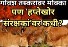 गोवंश तस्करांवर मोक्का; पण ‘हप्तेखोर संरक्षकां’वर कधी?